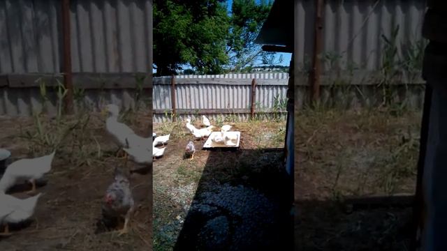 Как живут в Волгоградской области смотреть онлайн