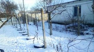 Собачья свадьба.