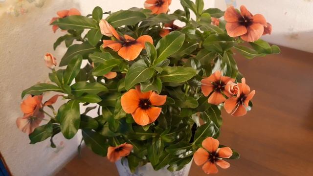 ПОЧЕМУ ЖЕЛТЕЮТ ЛИСТЬЯ У КАТАРАНТУСА??♀️/УХОД/ПОЛИВ/ПОДКОРМКИ?