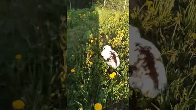 Домашний карликовый кролик Моня