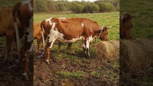 Айрширская порода