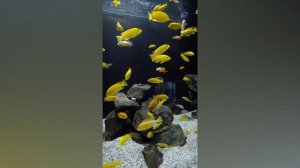 музыка для успокоения нервной системы-music to calm the nervous system