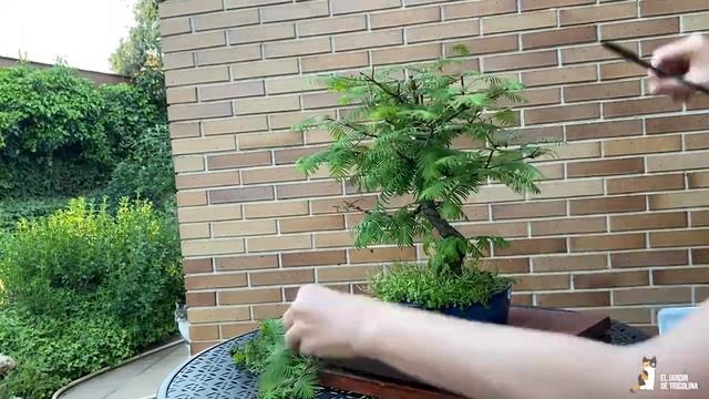 Bonsái Metasequoia смотреть онлайн