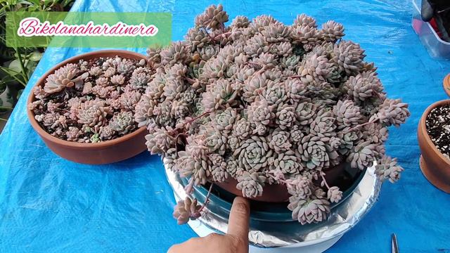 Echeveria Prolifica: Care and Propagation | Bikolanahardinera #echeveriaprolifica #succulent смотреть онлайн