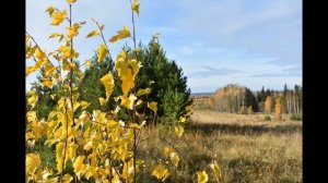 В Боков Не руби березы белой