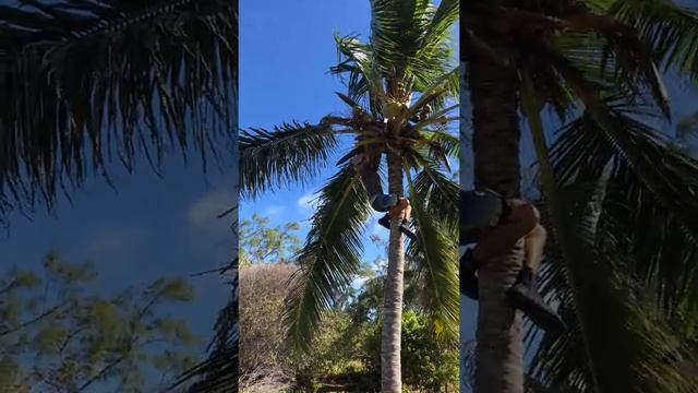 За кокосами на дерево смотреть онлайн