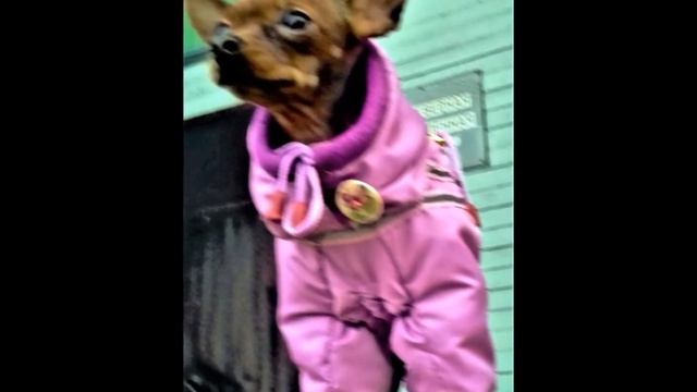 Комбинезон для той терьера смотреть онлайн