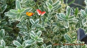 Бересклет японский Альбомаргинатус ? обзор: как сажать, саженцы бересклета Альбомаргинатус