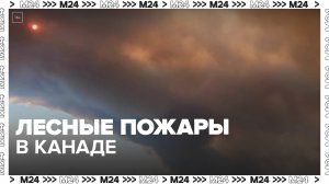 Власти канадского Галифакса объявили ЧП из-за лесных пожаров - Москва 24