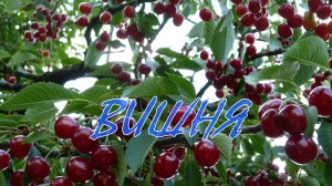 «ВИШНЯ»  Душевные песни