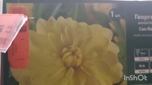 ОБИ в Авиапарке. ПИОНЫ, РОЗЫ, ГЕОРГИНЫ, ЛИЛИИ, АСТИЛЬБЫ. Огромный выбор.#обзор #пионы#цветы смотреть онлайн