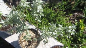 Ура, замечательные, новые растения в моем саду! Прошу совета!