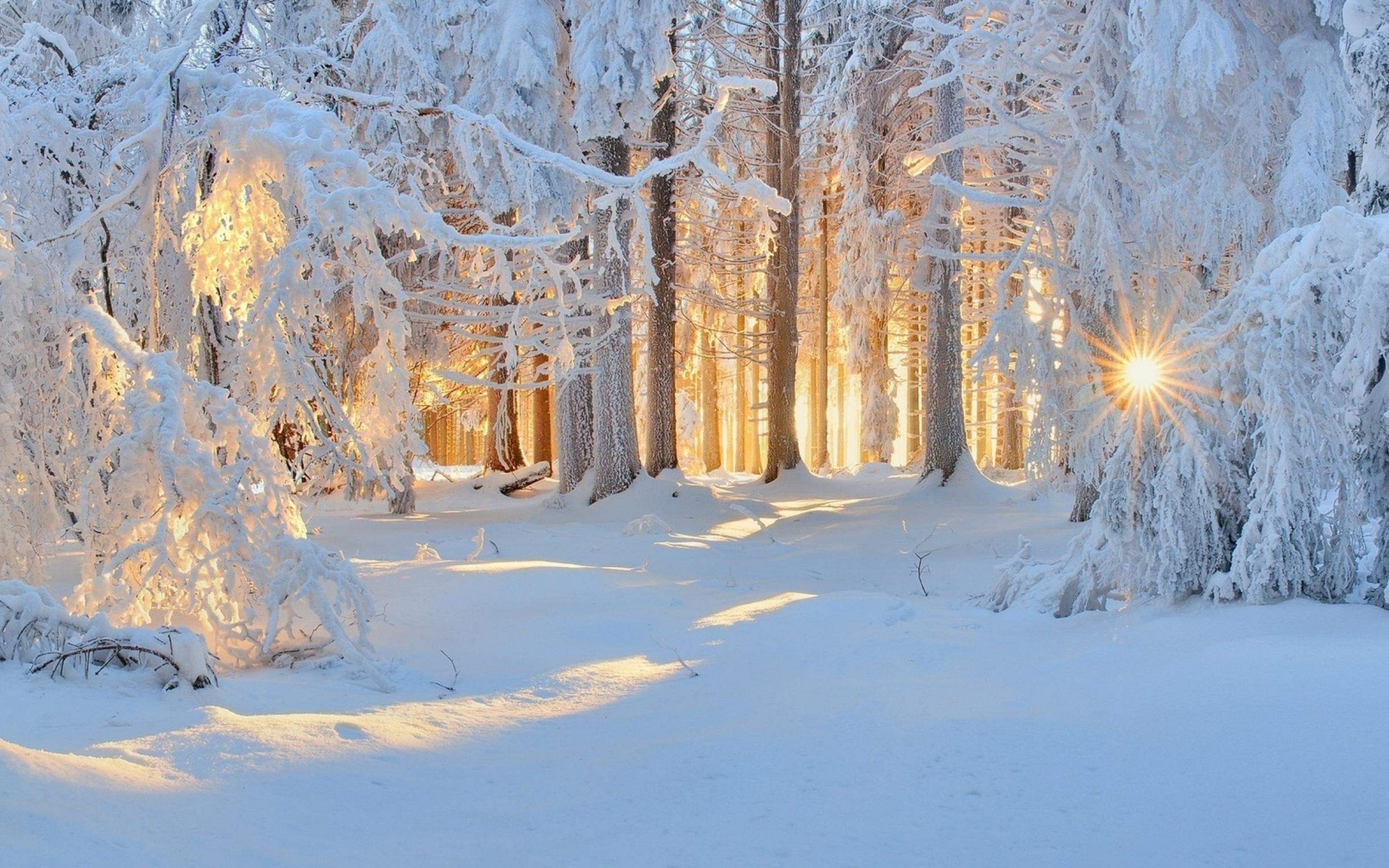 Звуки природы зимой. Зима снег. Сказочная зима. Зимний лес. Зимняя природа.