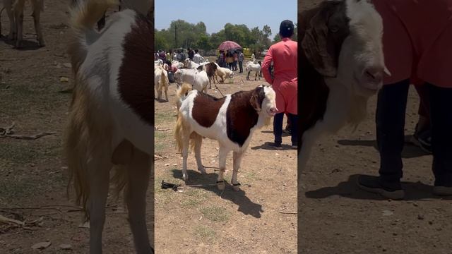 Malwa Munda Brown White Colour At Ashta Bakra Mandi 2023