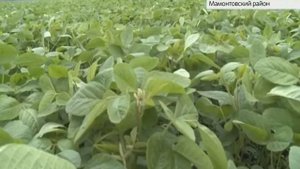 Проект по выращиванию сои в Алтайском крае приносит рекордные результаты