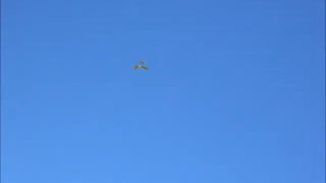 Птенец смотреть онлайн