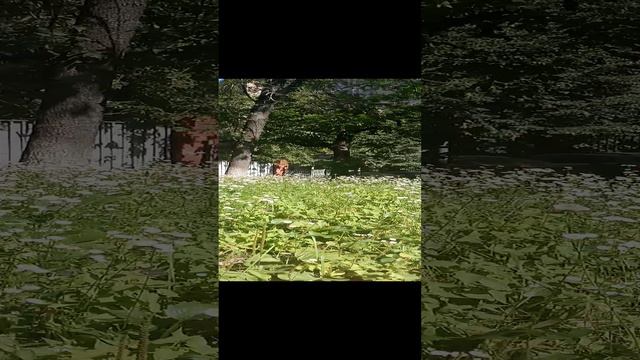 цветочки