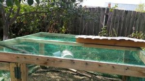 Пастбищное содержание кур