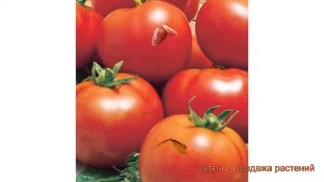 Томат обыкновенный Максимка maksimka ? томат Максимка обзор: как сажать семена томата Максимка