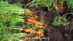 Когда копать или выкапывать морковь на хранение в✅ России ✅ для зимы
