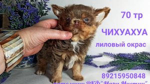 КАК меняют #ШЕРСТЬ_ЧИХУАХУА длинношерстные #купить_щенка_чихуа 89215950848 #продаю_щенков_чихуахуа