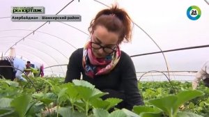 Шамкир - пристанище азербайджанских немцев   (МИР 24)