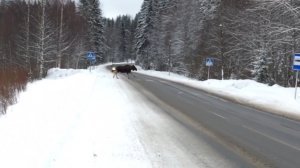 Лось, который соблюдает ПДД