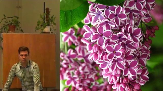 Syringa vulgaris - Orgona смотреть онлайн