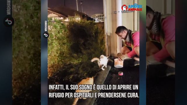 Luomo che ogni giorno sfida la legge per curare e sfamare oltre 100 gatti randagi