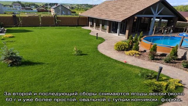 Такого вы еще не видели — клубника Гигантелла, описание сорта, фото, отзывы смотреть онлайн