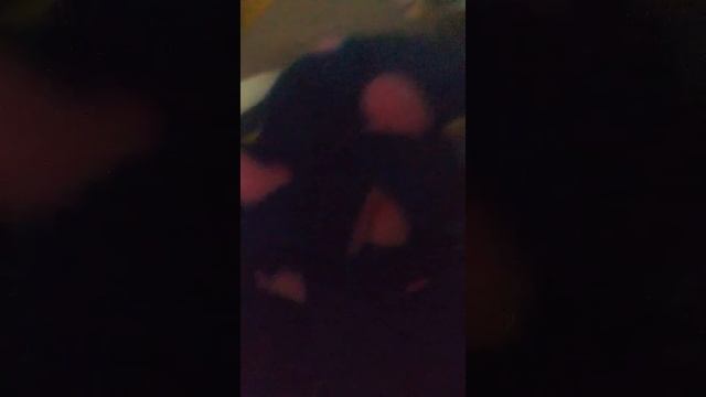 Выращиваем цыпленка из магазинного яйца