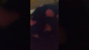 Выращиваем цыпленка из магазинного яйца