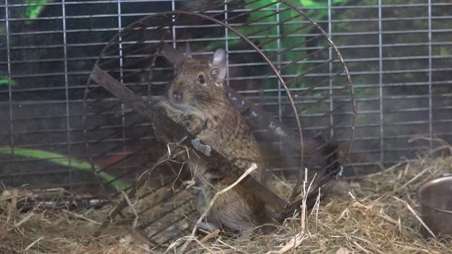 Чилийские белки Дегу
