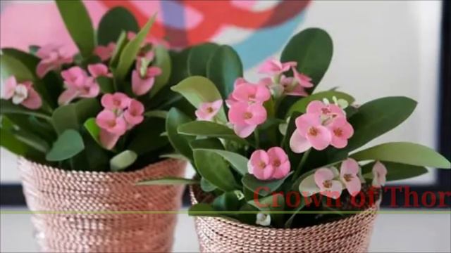 42 Low Sunlight Succulents with names | No Need Sunlight Succulents | Plant and Planting