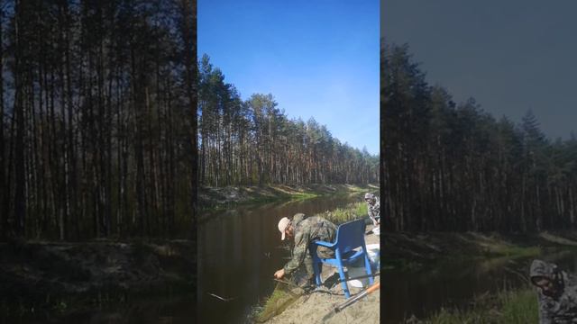 Рыбалка. Ловля леща. Ясельда. Беларусь смотреть онлайн