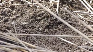 Очесывающая жатка в Технологии Ноу-Тилл (No-Till)