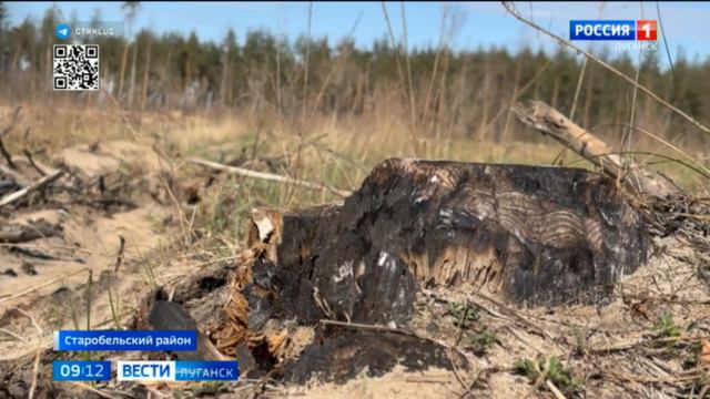 В Старобельске высадили 6 тысяч сосен