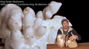 How to Grow King Oyster Mushrooms | The Perfect Growing Conditions