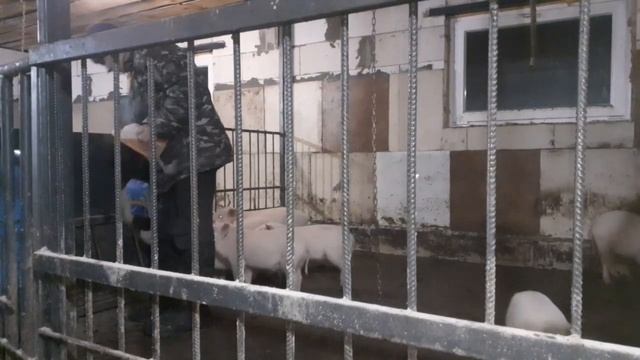 Кормление свиней по школьника смотреть онлайн