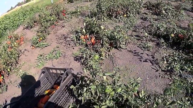 Жизнь в деревне. Копаем картошку. Убираем помидоры. Пришла серебряная кнопка ютуба. смотреть онлайн