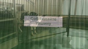 Обработка вымени КРС до доения. Какие средства применять?