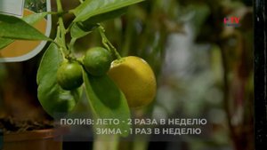 Как вырастить дома цитрусовые: советы специалиста