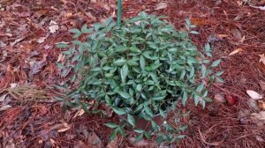 How to grow Flirt™ Nandina with a detailed description