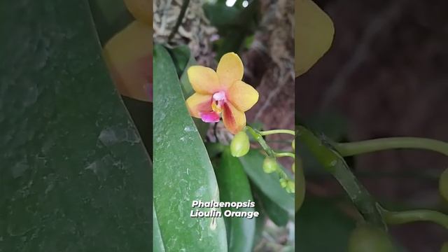 Orquídea Phalaenopsis Lioulin Orange in Santa Cruz Bolivia 🇧🇴