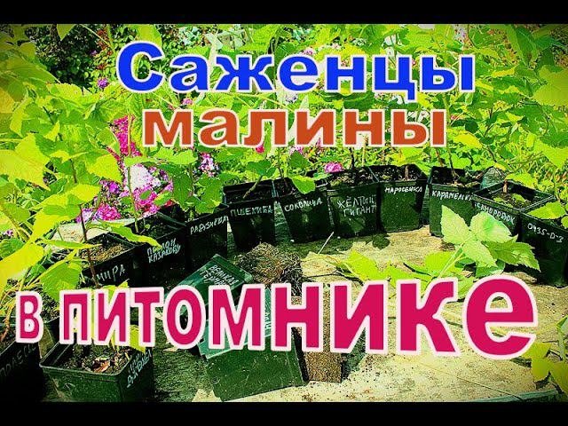 Саженцы малины в питомнике
