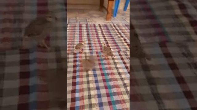 Чучахои Турки мархамат тамошо кунед 2021 Горная Куропатка Кеклик в Туркменистане 2021 смотреть онлайн