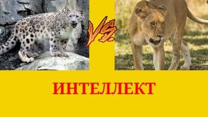 СНЕЖНЫЙ БАРС VS ЛЬВИЦА!!!