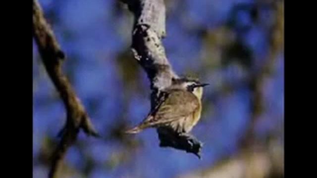 Птицы Планеты-Вороны и Кукушки..avi смотреть онлайн