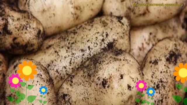 Картофель семенной. Краткий обзор, описание характеристик, где купить картофель Шарпс Экспресс смотреть онлайн
