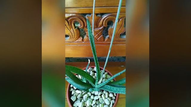Gasteria flowering (Gasteria carinata var. Verrucosa) смотреть онлайн